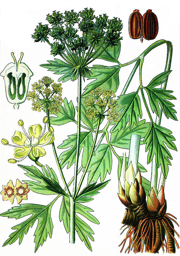 Lovage, Levisticum officinale Drawing by Bildagentur-online