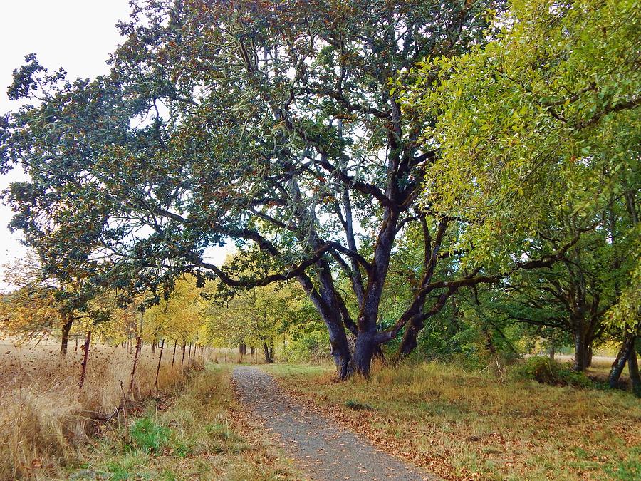 Love a Gnarled Oak Photograph by VLee Watson