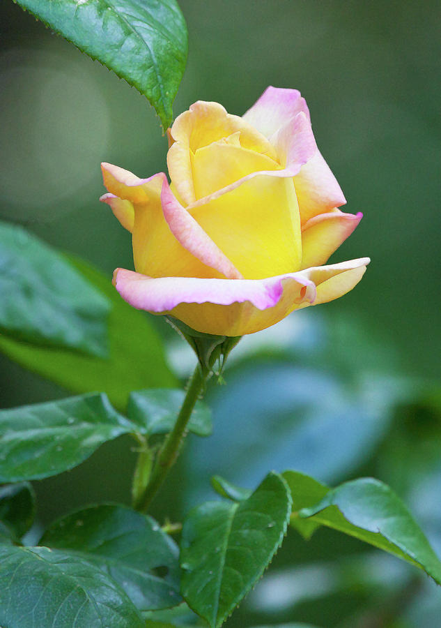 Love and a Yellow Rose Photograph by Michelle Constantine