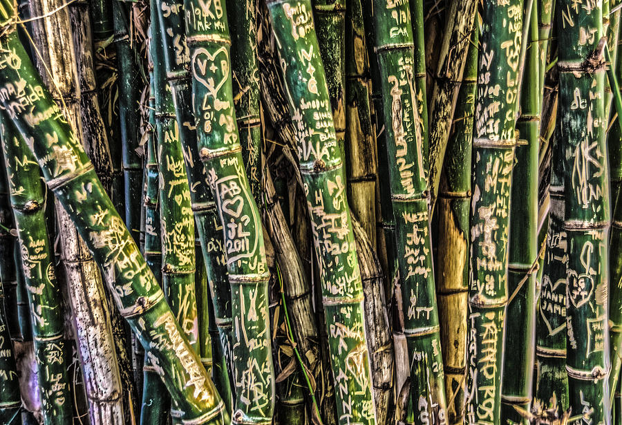 Bamboo Photograph - Love and Bamboo by Todd Scheetz