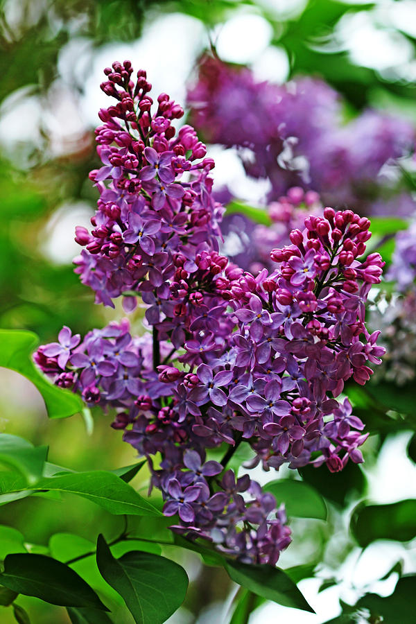 Love And Lilacs Photograph