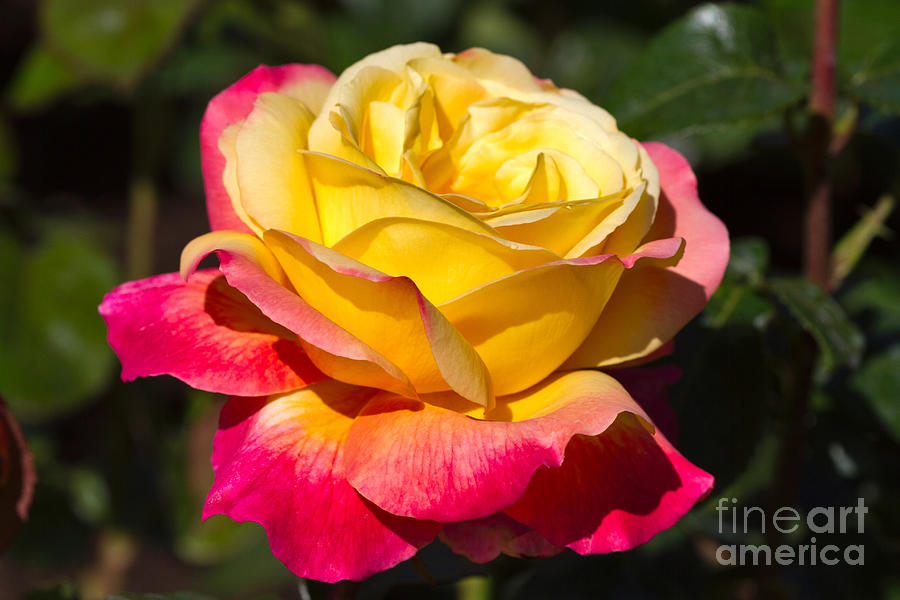 Love and Peace a beautiful bicolour hybrid tea rose in yellow and red Photograph by Louise Heusinkveld