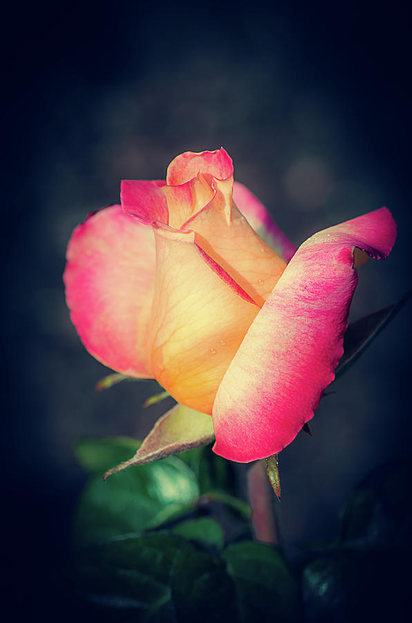 Love and Peace Single Rose Photograph by Julie Palencia