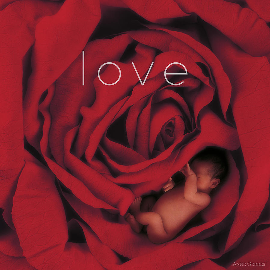 Rose Photograph - Love by Anne Geddes