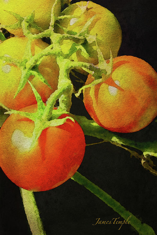 Tomato Digital Art - Love Apples Digital Watercolor by James Temple