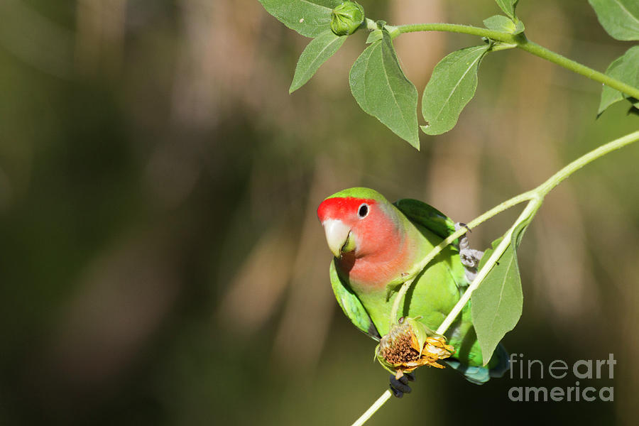 Lovebird Photograph - Love bird at the garden  by Ruth Jolly