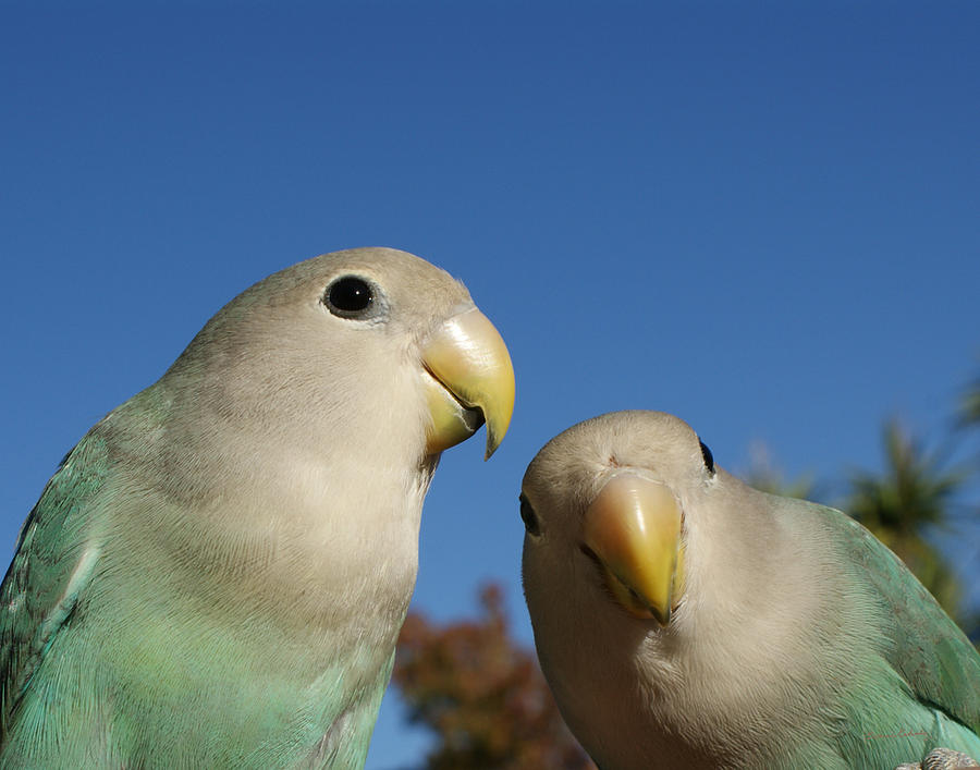 Bird Photograph - Love Birds 2 by Ernest Echols