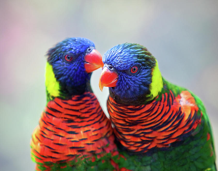 Love Birds Photograph by Brian Knott Photography | Fine Art America