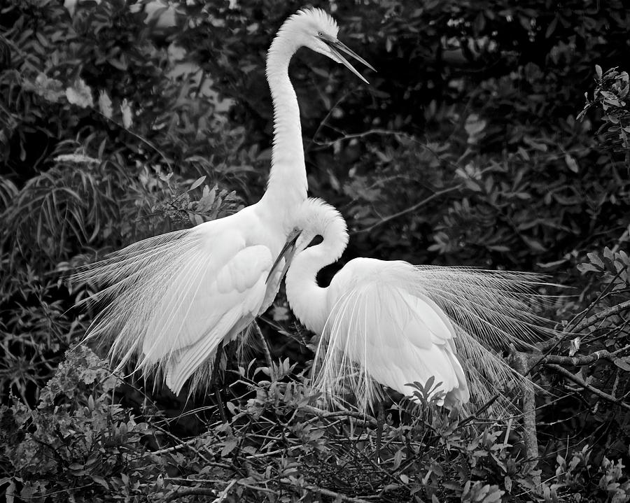 Love Birds Photograph by Carol Bradley