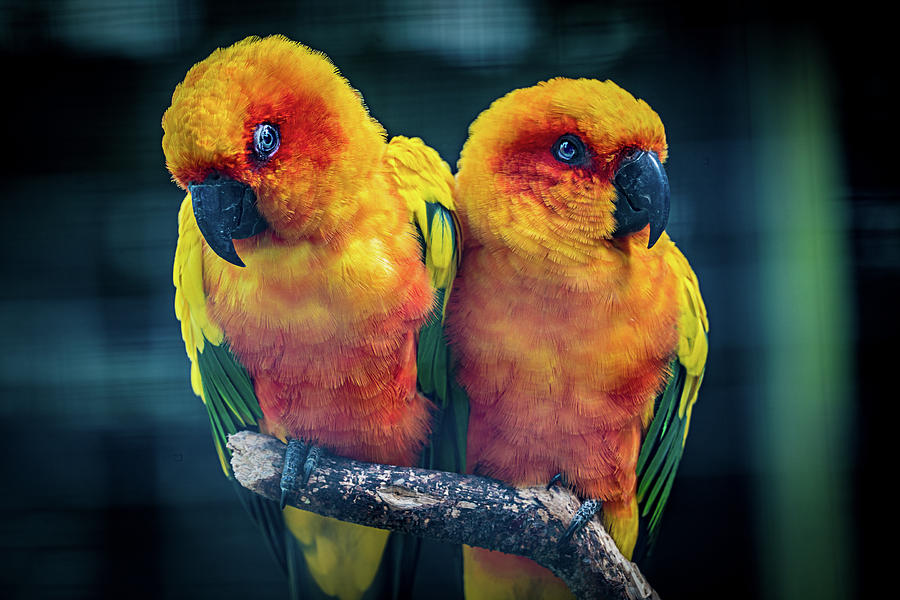 Bird Photograph - Love Birds by Chris Lord