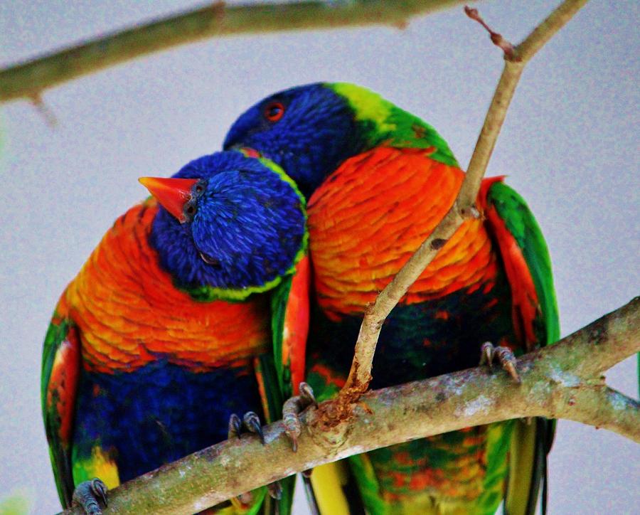 Love Birds Photograph by Cynthia Guinn