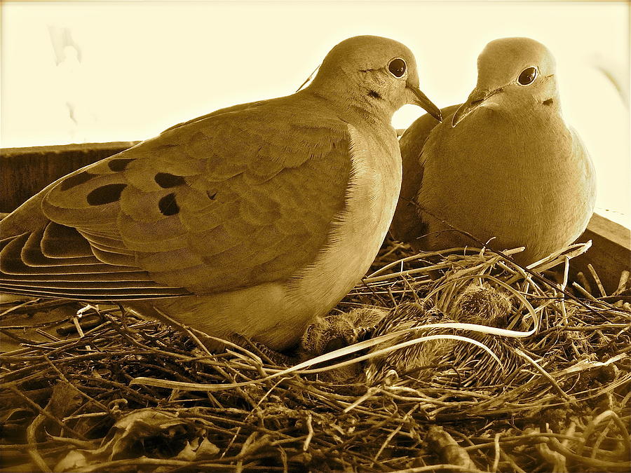 Love Birds Photograph by Diana Hatcher