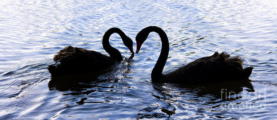 Love Birds On Swan Lake Photograph by Jorgo Photography