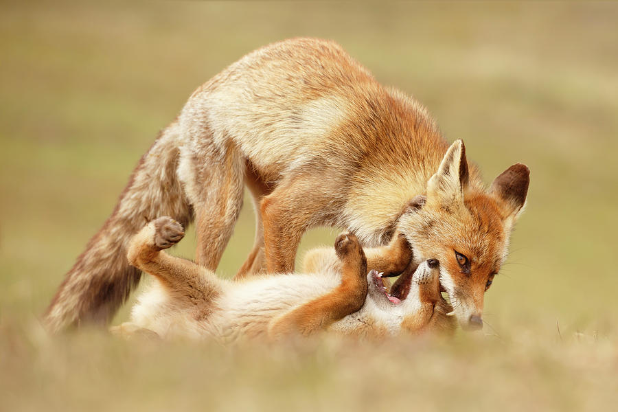 Fox Photograph - Love Bites - Mother fox and fox kit by Roeselien Raimond