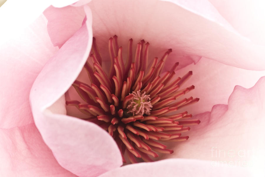 Love Blossum Photograph by Karen Lewis