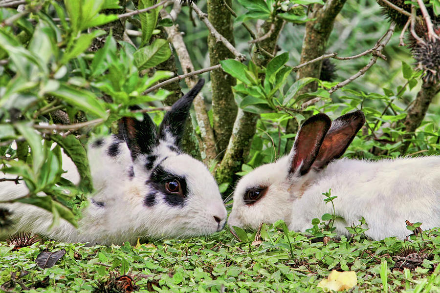 Love Bunnies in Costa Rica Photograph by Peggy Collins