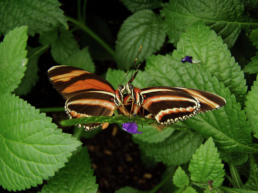 Love - Butterflies Kissing Photograph by Steven Myers