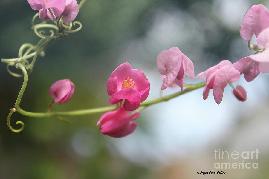 Flower Photograph - Love Chain2 by Megan Dirsa-DuBois
