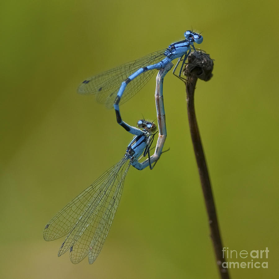 Insects Photograph - Love Dance.. by Nina Stavlund