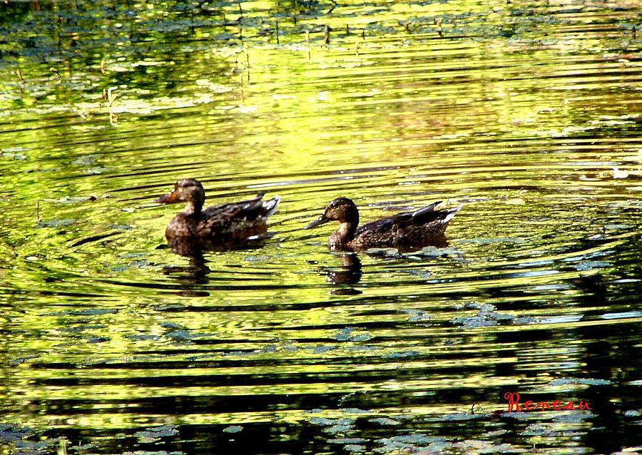 Love Ducks Photograph by A L Sadie Reneau