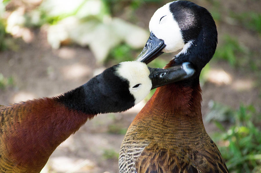 Love Ducks Photograph by Steph Gabler