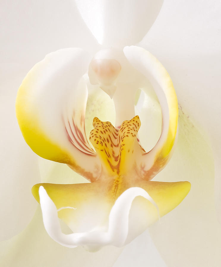 Orchid Photograph - Love Flower by David Naman