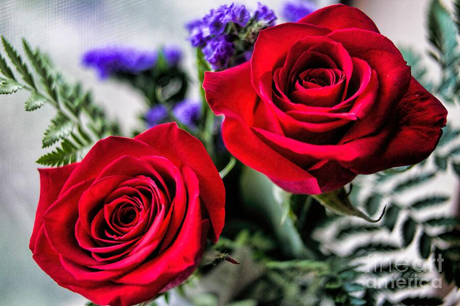 Love for You Photograph by Diana Mary Sharpton