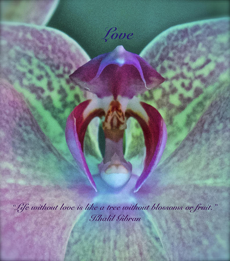 Love from Khalil Gibran Photograph by Venetia Featherstone-Witty