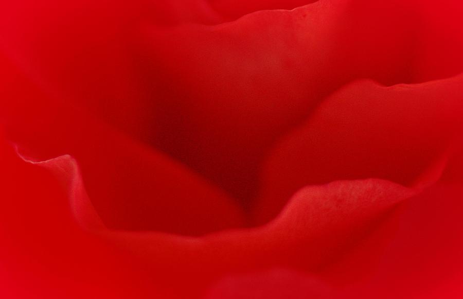 Rose Photograph - Love Gift by The Art Of Marilyn Ridoutt-Greene