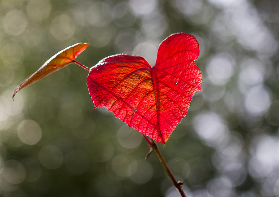 Love Heart Photograph by Clare Bambers