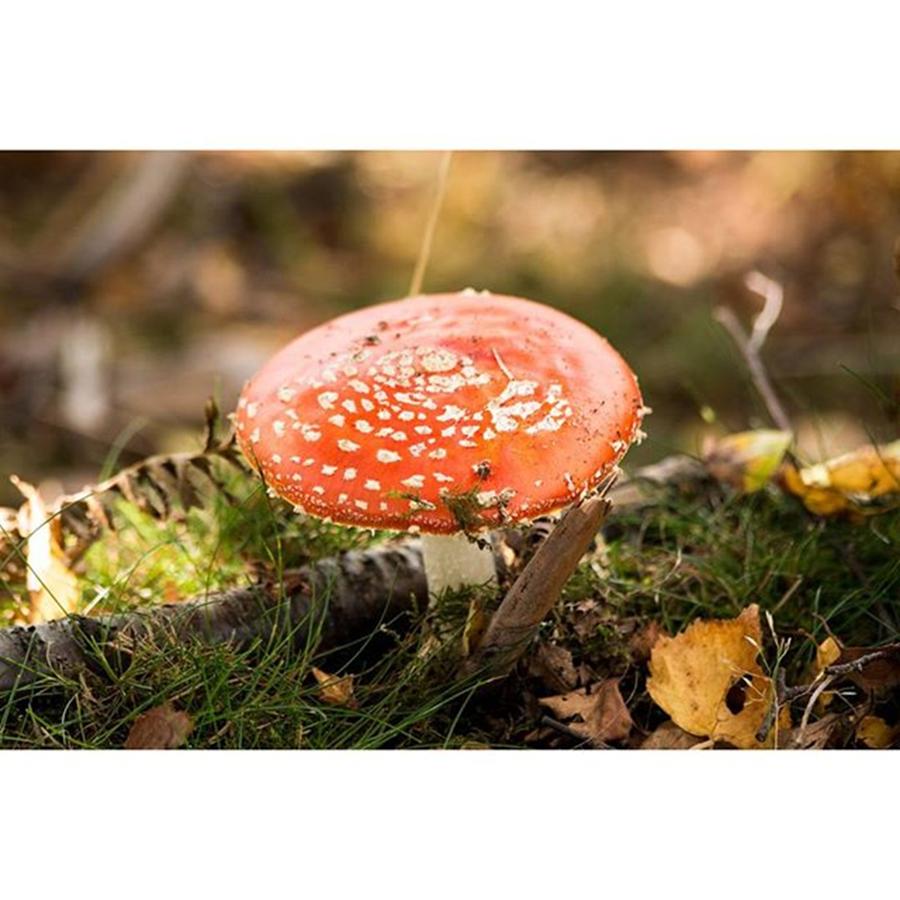 Nature Photograph - Love How Many Of These Mushrooms Have by Stuart McHale