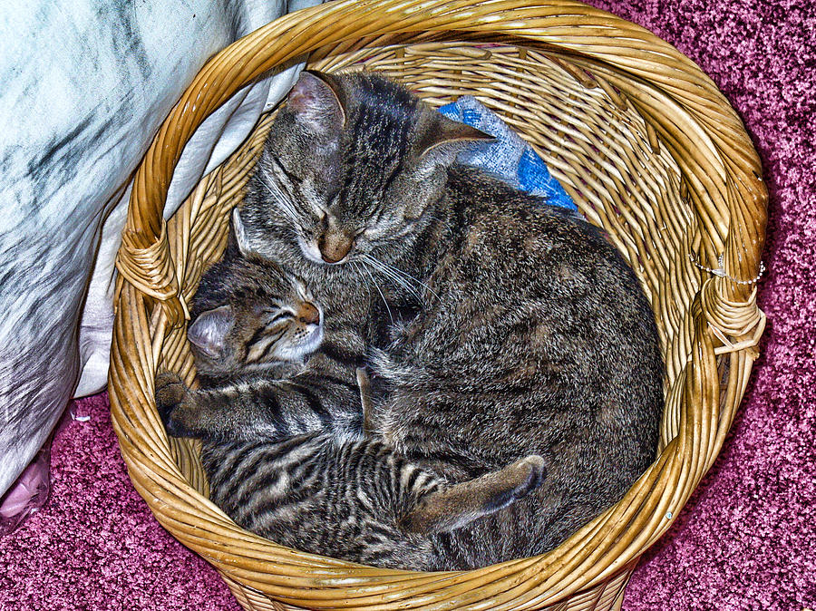 Love In A Basket Photograph by Constantine Gregory