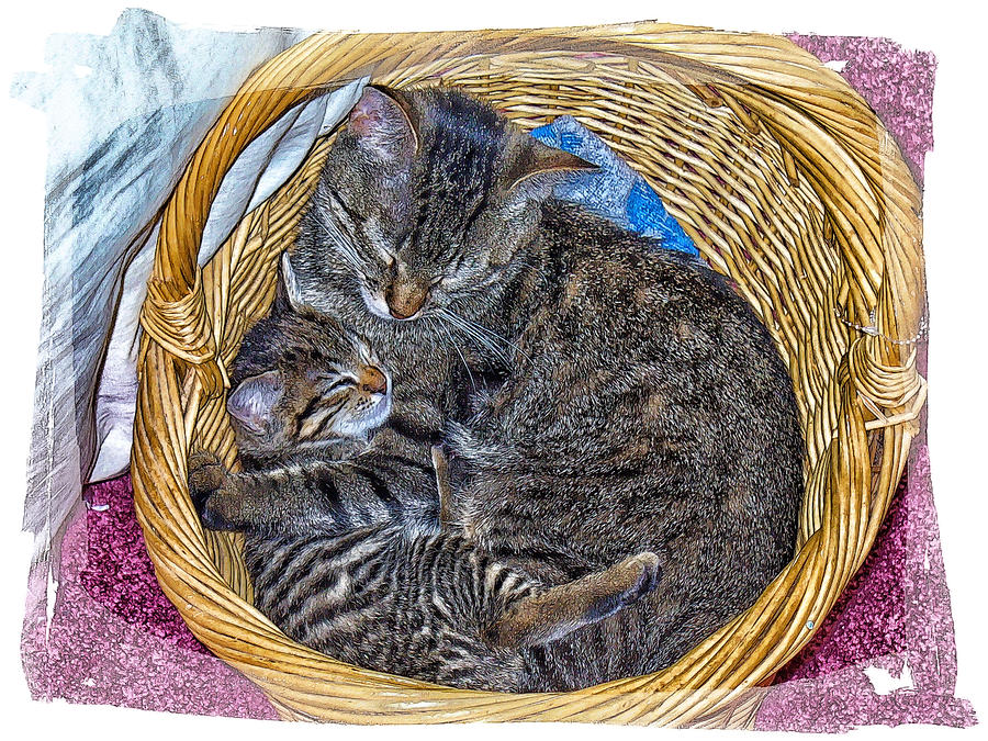 Love In A Hand  Basket  Photograph by Constantine Gregory