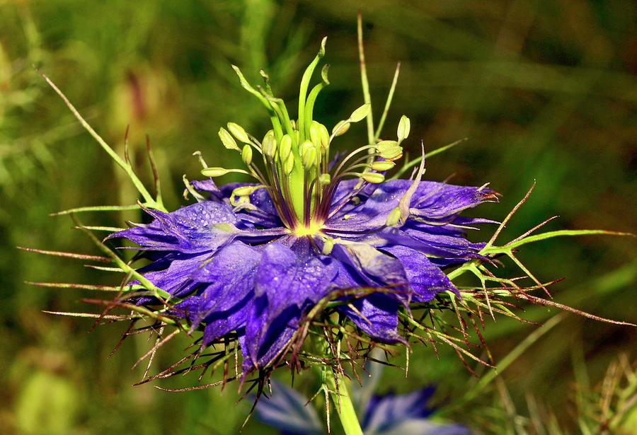 Love In A Mist 015 Photograph by George Bostian