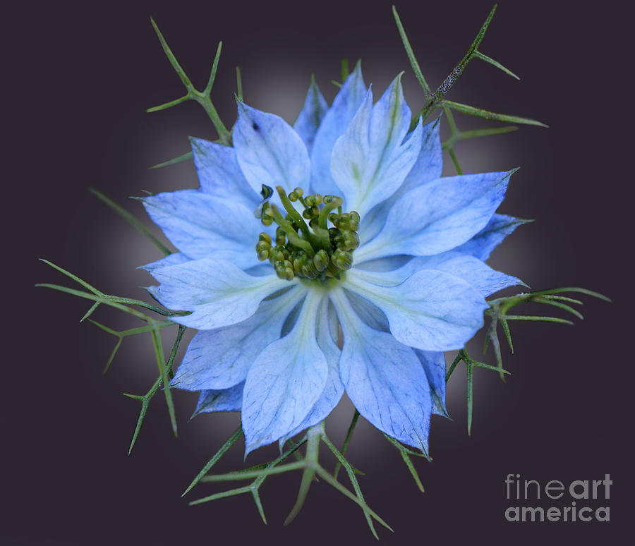 Nature Photograph - Love in a Mist Black with Light by Karen Adams