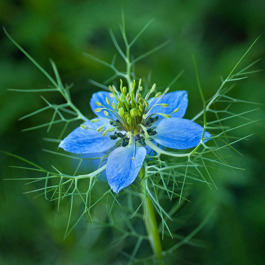 Flowers Still Life Photograph - Love-in-a-Mist by Bud Hensley