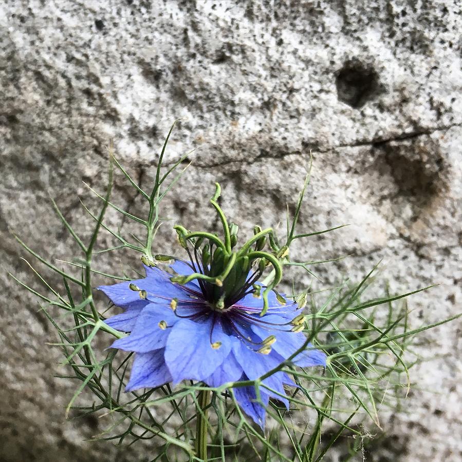 Love in a mist Photograph by Eric Suchman