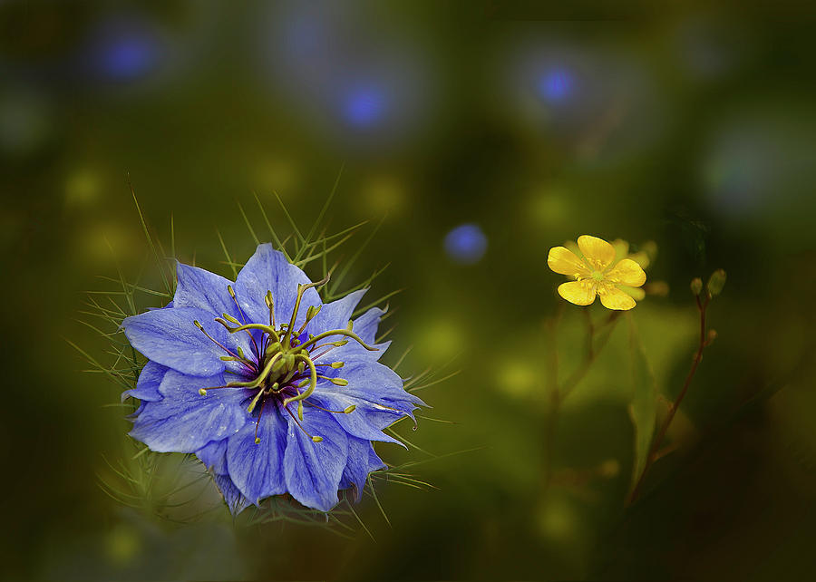 Love-in-a-Mist Photograph by John Christopher