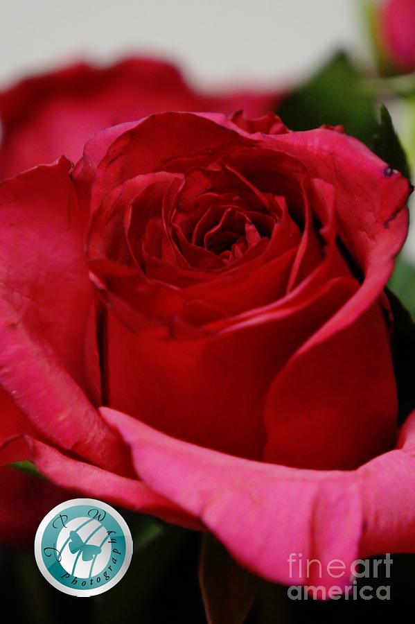 Rose Photograph - Love in Rouge by Jannice Perdomo-Walker