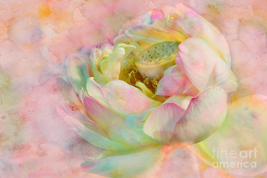Love in the Mists of Spring Photograph by Marilyn Cornwell Love in the Mists of Spring Photograph by Marilyn Cornwell