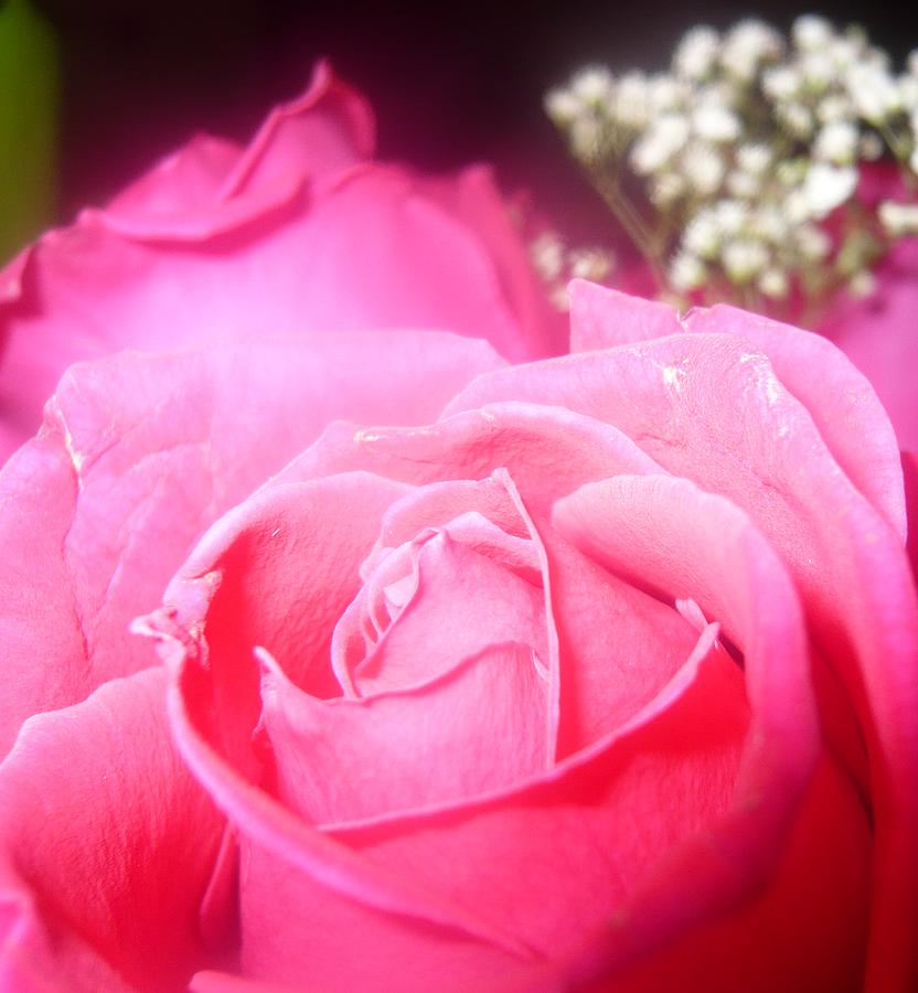 Rose Photograph - Love is a Pink Rose by Julie Farrell