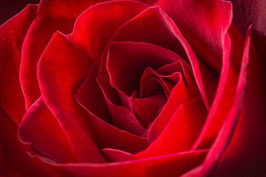 Love Is A Red Rose Photograph by Dale Kincaid