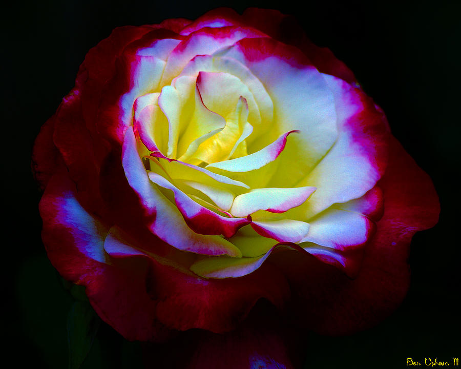 Love is a Rose #2 Photograph by Ben Upham III