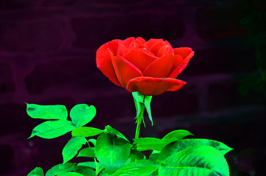 Love is a Rose Photograph by Bill Cannon
