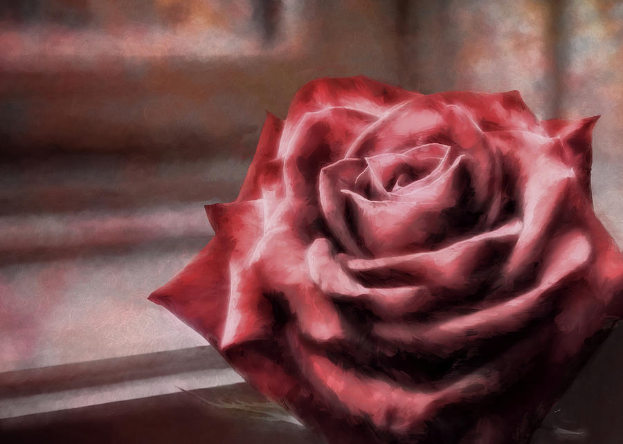 Love Is A Rose Photograph by Jim Hill