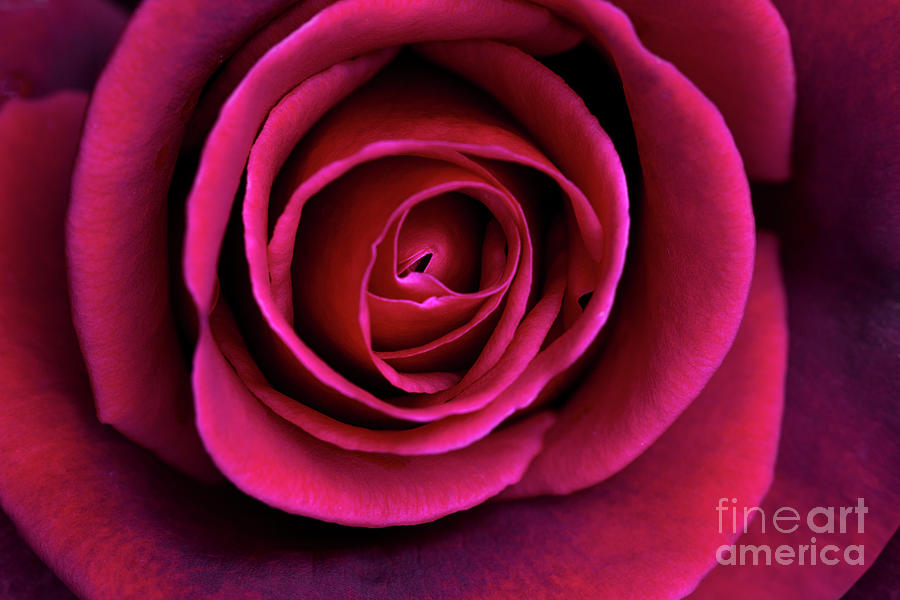Rose Photograph - Love is a Rose by Linda Lees