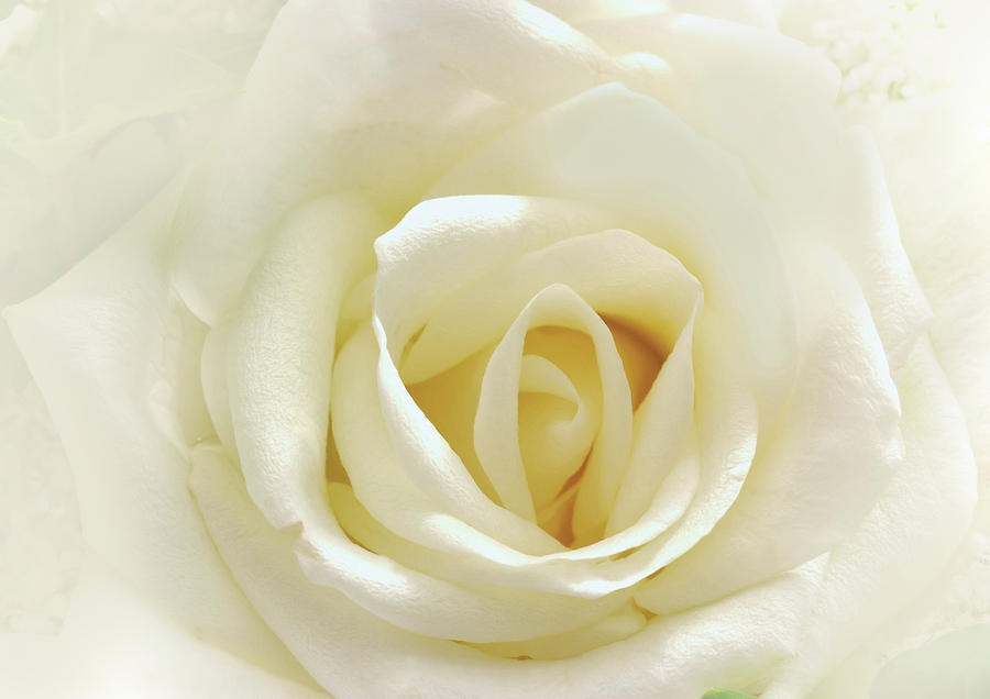 White Rose Digital Art - Love Is As Tender As A White Rose by Georgiana Romanovna