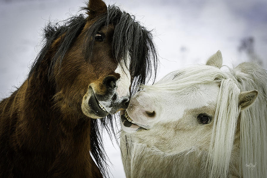 Horse Photograph - Love is Bliss by Everet Regal