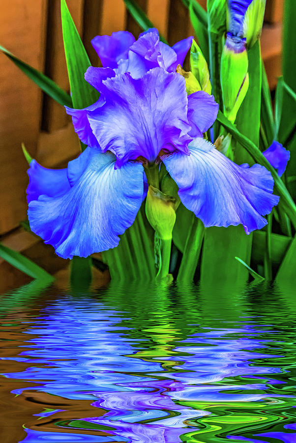 Flower Photograph - Love Is Blue 2 by Steve Harrington