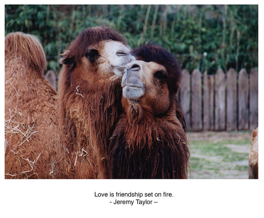 Love is Friendship on Fire Poster Photograph by Wayne King